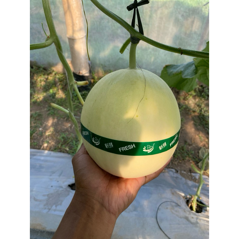 

BUAH MELON SWEET D165 MANIS
