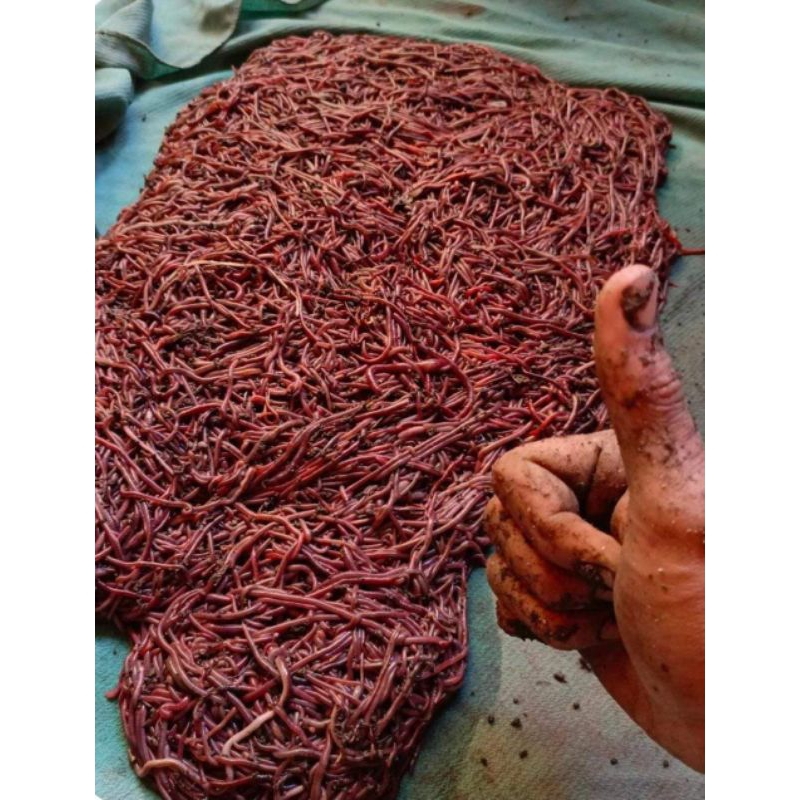 Cacing merah umpan mancing & pakan burung 1000 gram