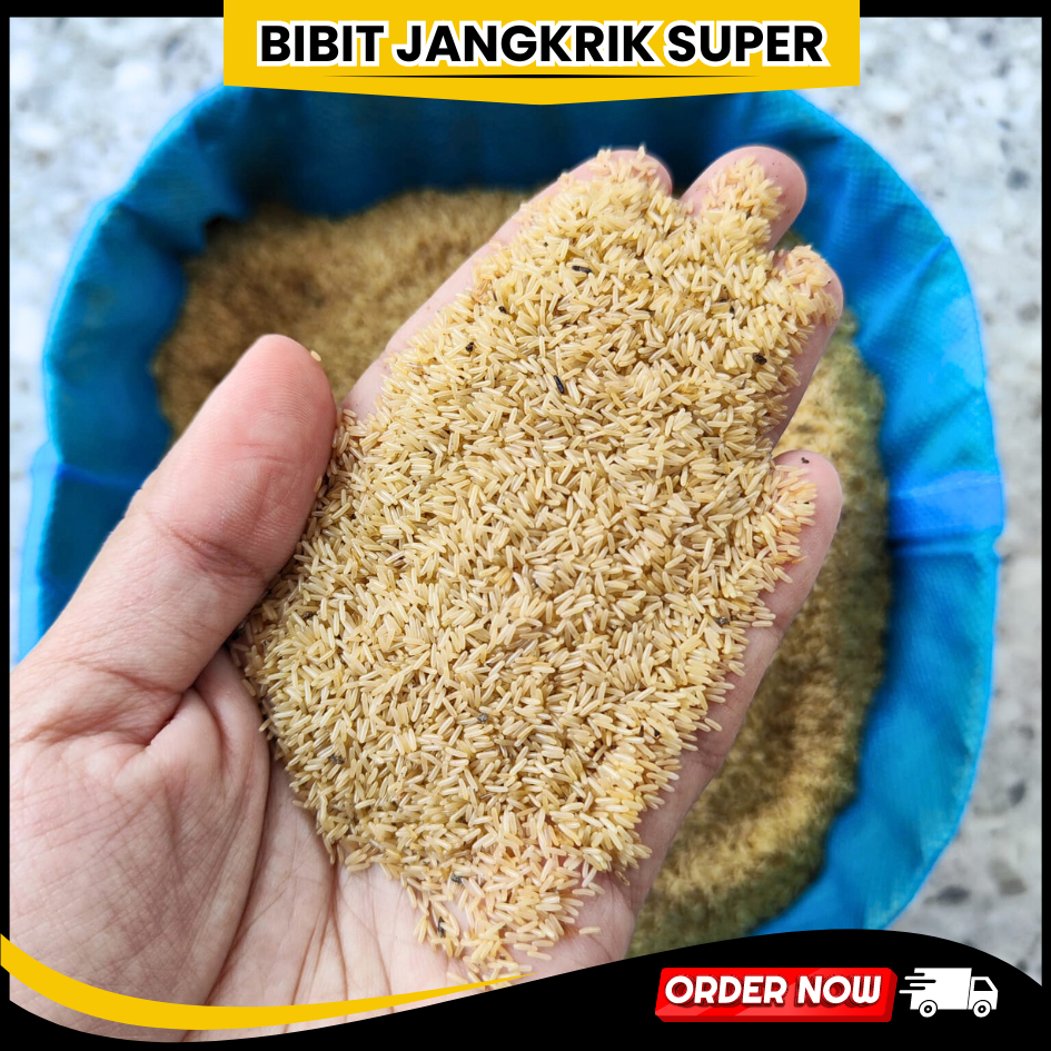 

Jual telur jangkrik bandung telur jangkrik alam