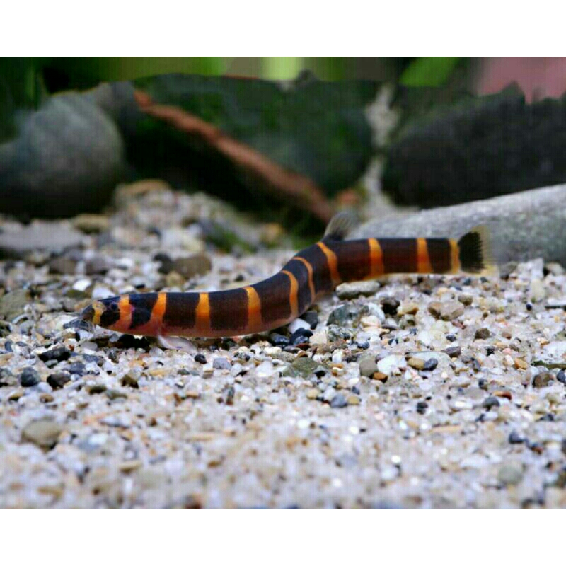 Kuhli Loach Aquascape