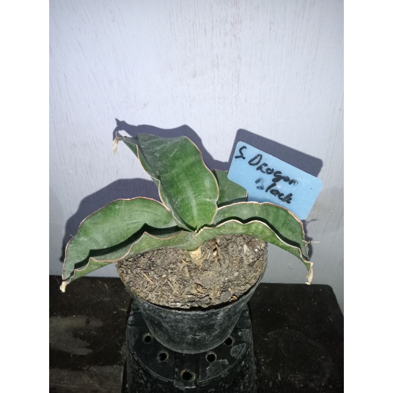 Sansevieria Dragon black