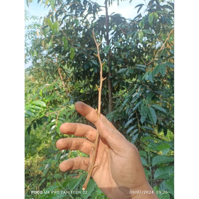 entres durian musangking super