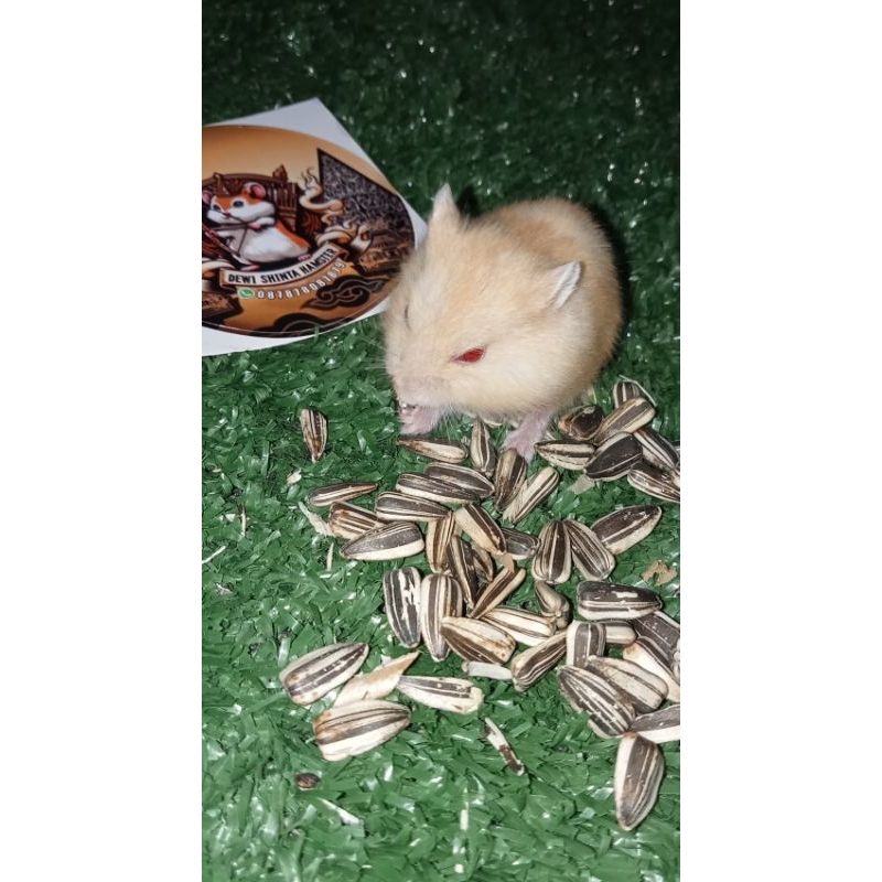 Hamster Winter White Golden Red Eye