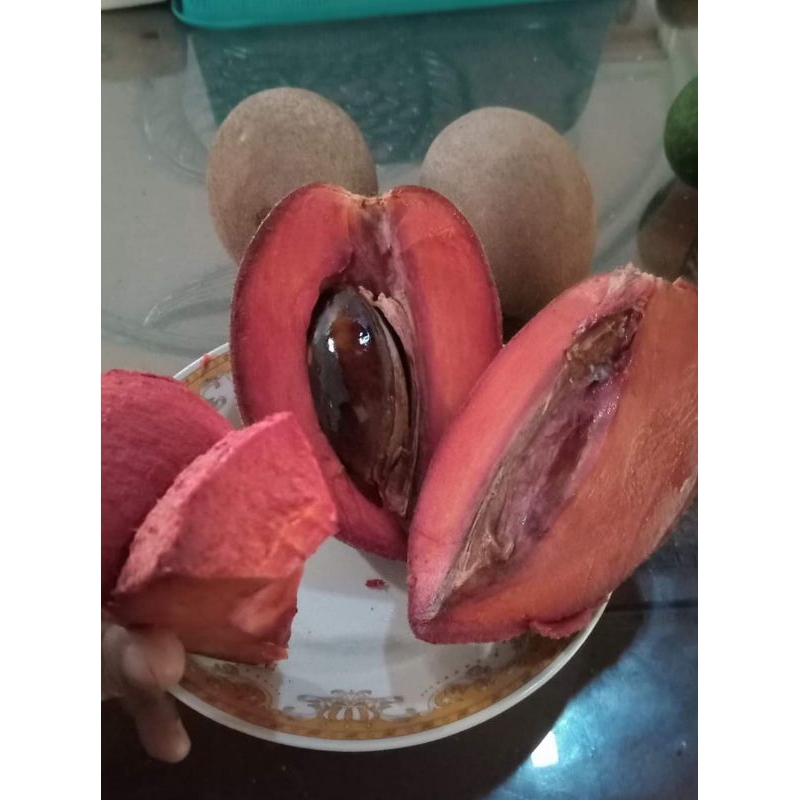 Mamey Sapote Havana ( Potong Cangkok )