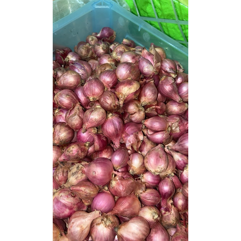 

Bawang merah Super