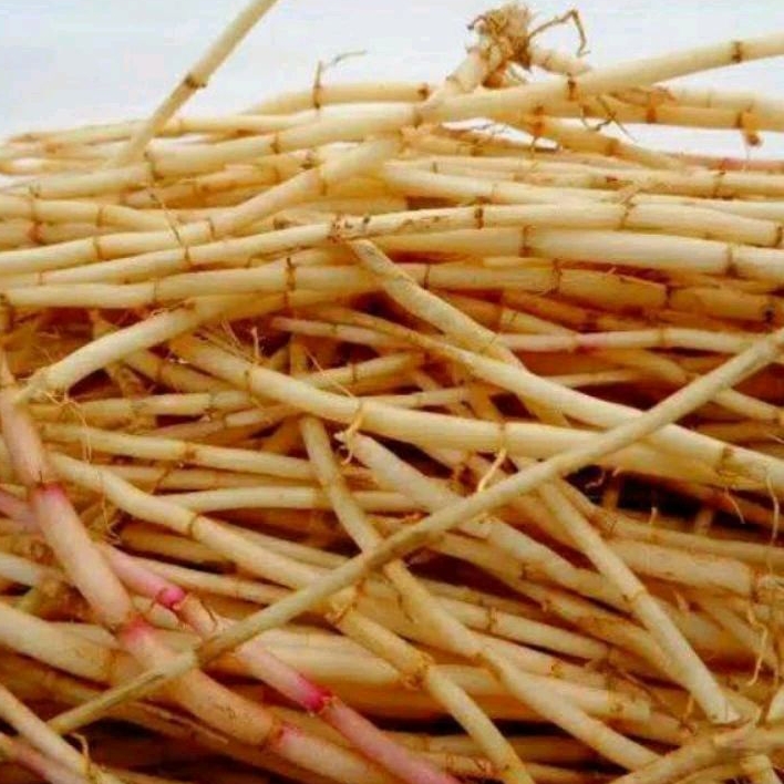 

Akar Alang-Alang || Eurih || ilalang || Fresh Obat Tradisional Segar