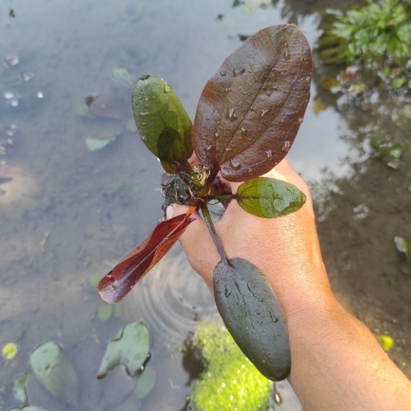 Echinodorus Arjuna / Echinodorus ardjuna Size Remaja