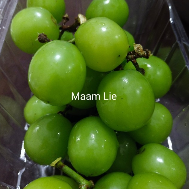 

Anggur Muscat Hijau Tanpa Biji
