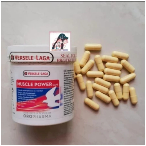 MUSCLE POWER VERSELE LAGA IMPORT VITAMIN BURUNG MERPATI DARA MUSCLE POWER
