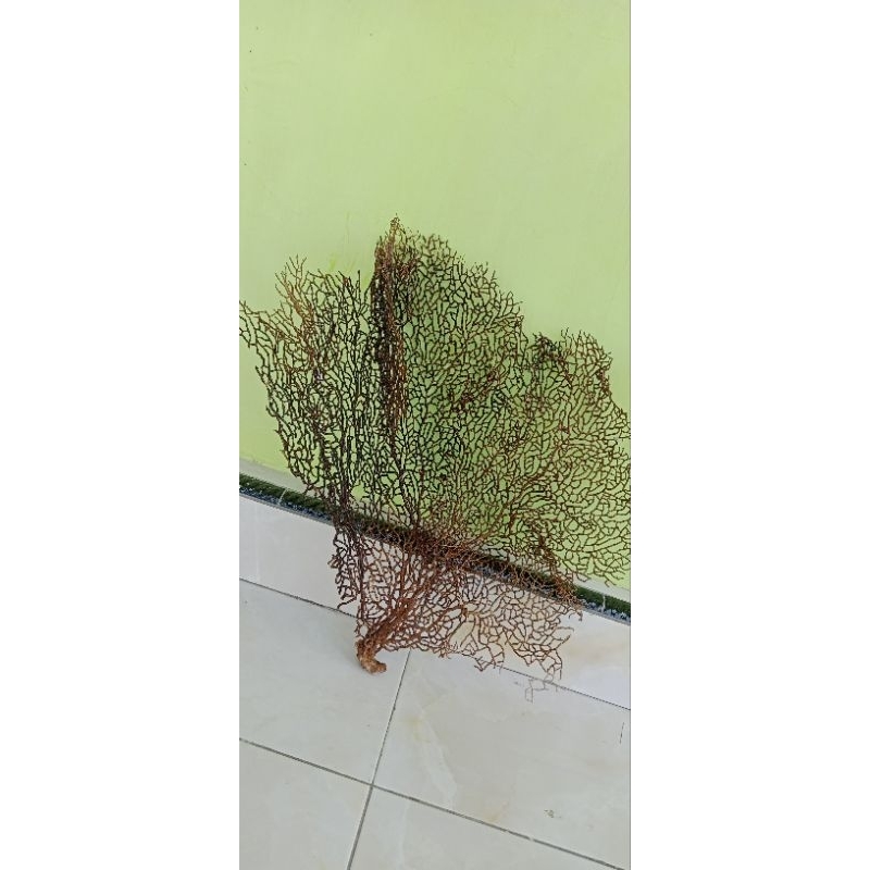hiasan aquarium Bahar kipas putih super