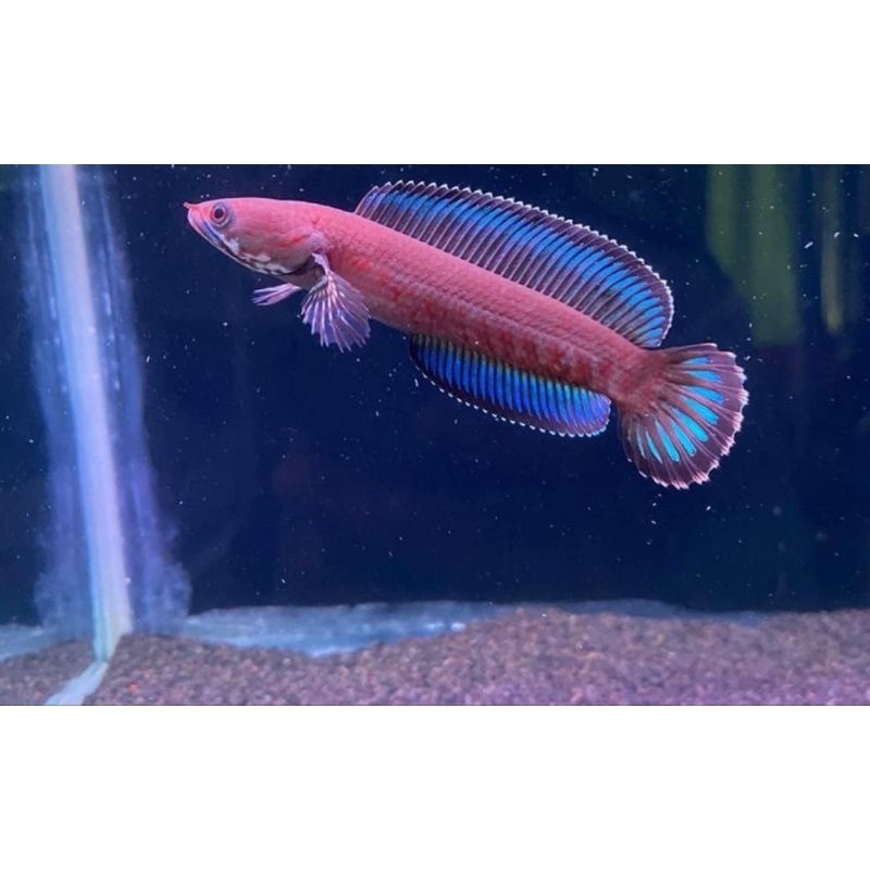 channa andrao special edition gondrong rim tebal full garansi