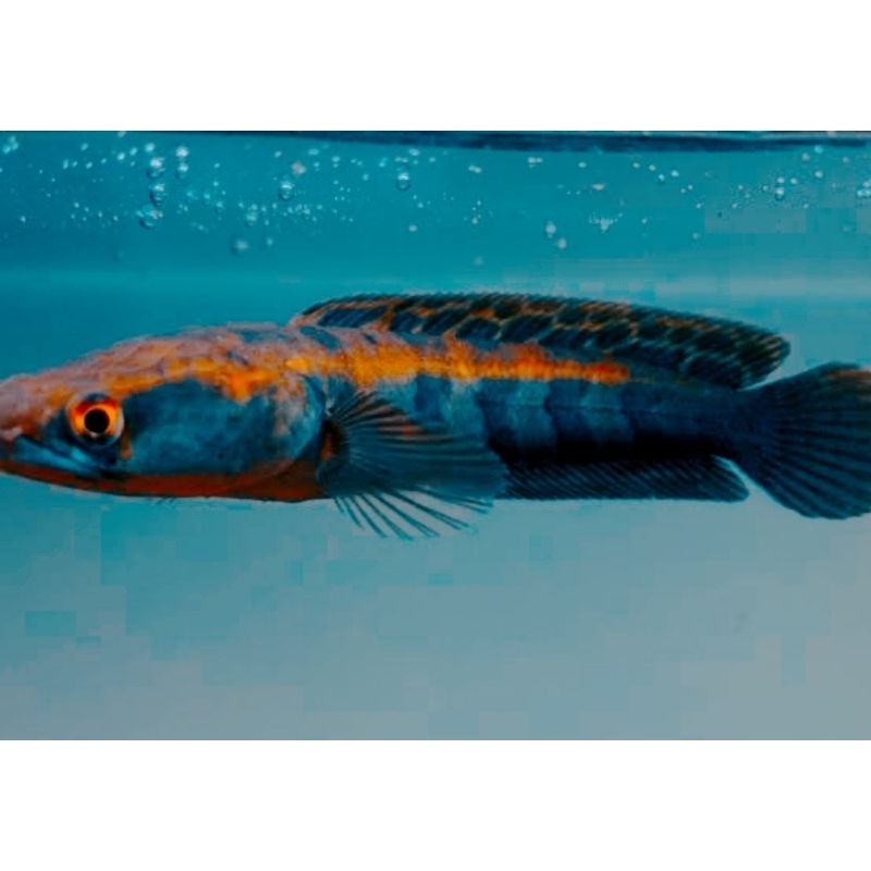 maru red barito size 7-20cm single tank bonus stiker