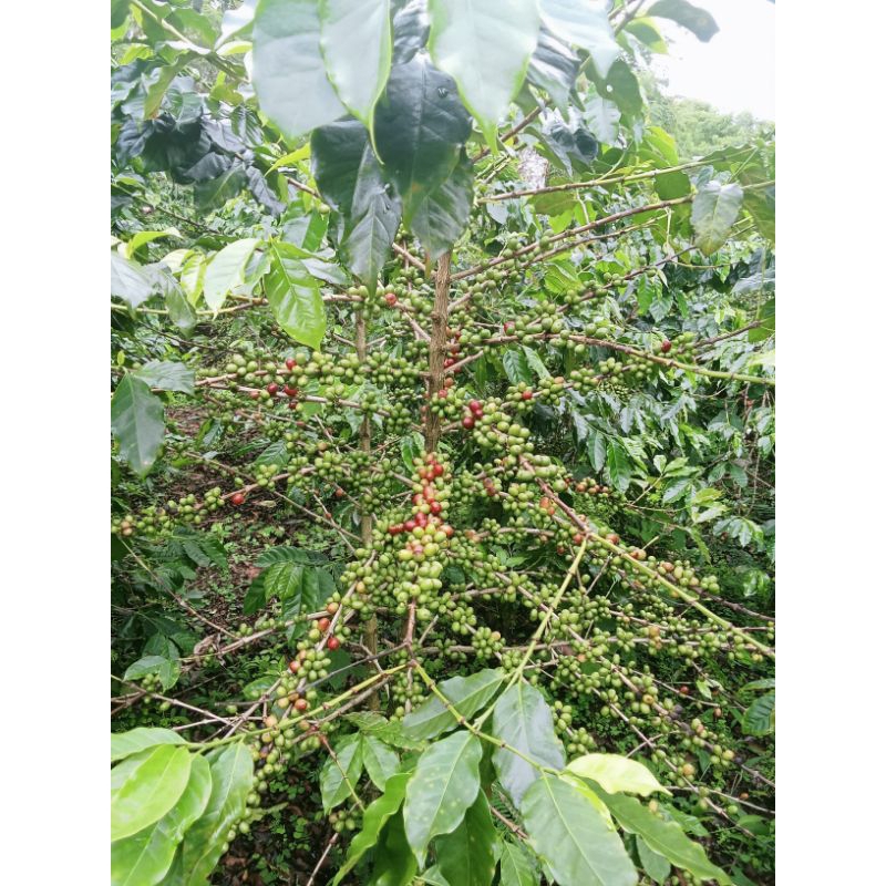 biji bibit kopi arabika ateng super gayo aceh tengah,berat 1kg