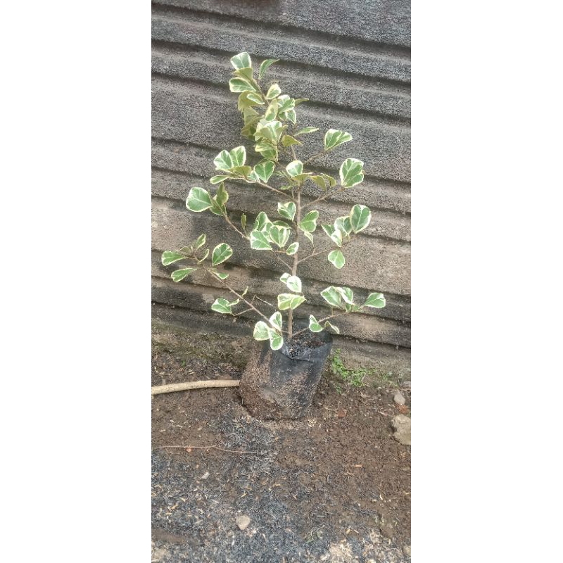 Bahan bonsai Beringin daun kupu kupu varigata