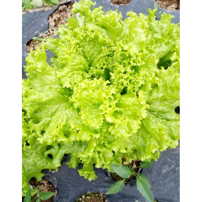 

SELADA FRESH SAYUR SEGAR SELADA