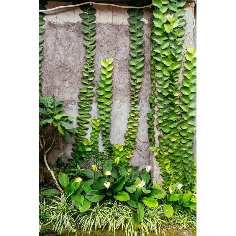 Tanaman Hias Hidup rambat dolar besar - pohon dolar gede - rambat-Bunga Hidup MURAHq