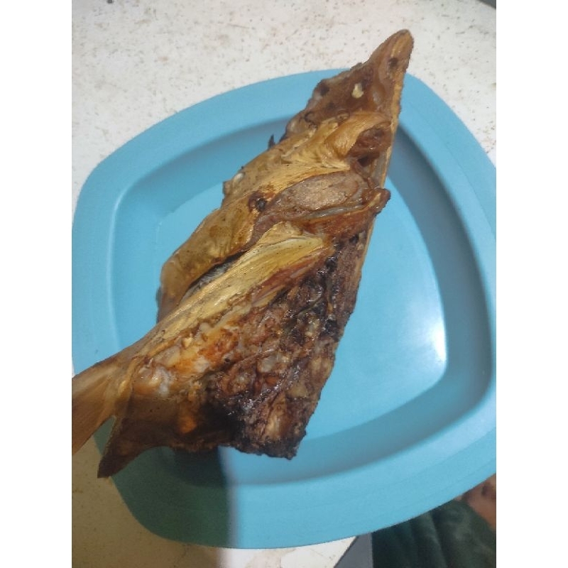 

asapan ikan manyung