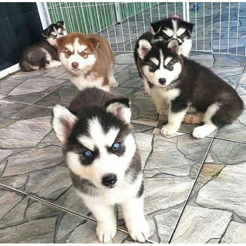 Anjing Siberian Husky