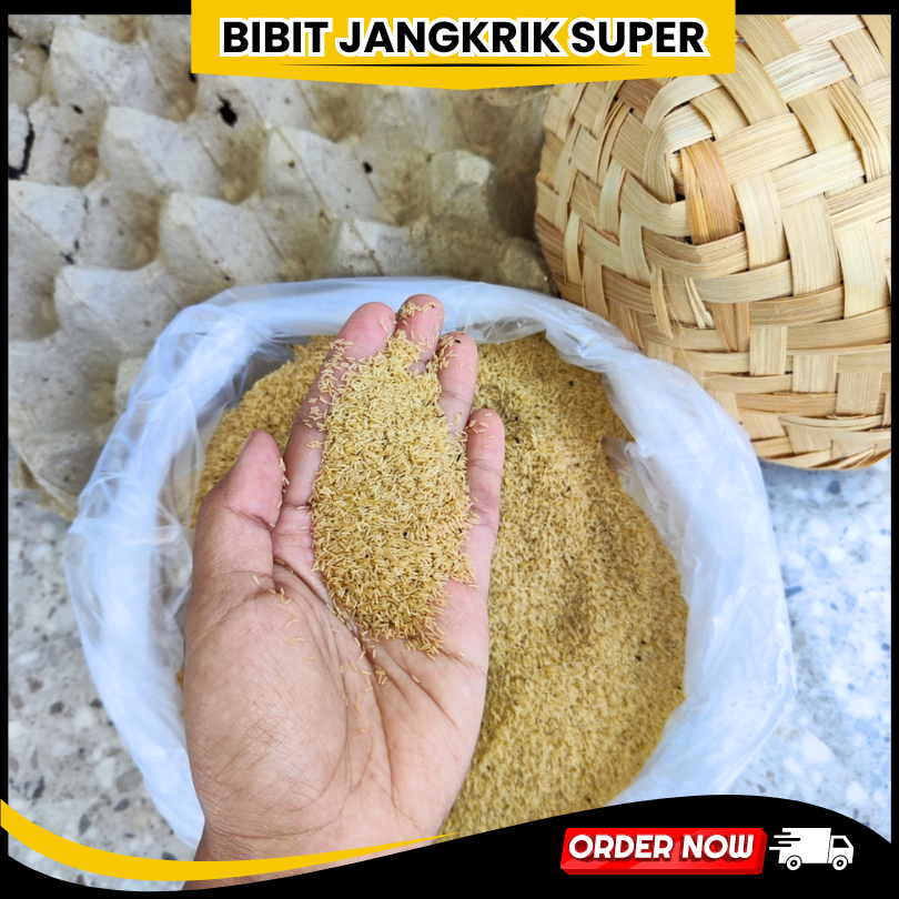 

jual telur jangkrik lampung 100 gram telur jangkrik alam kualitas super