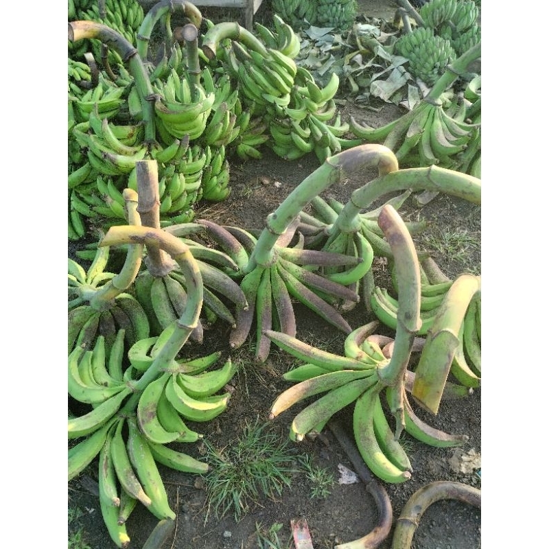 

pisang agung