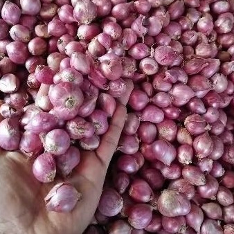 

BAWANG MERAH TULUNGAGUNG SUPER MURAH 1KG