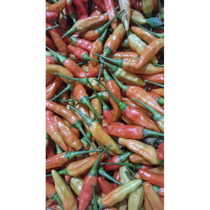 

cabe rawit ori
