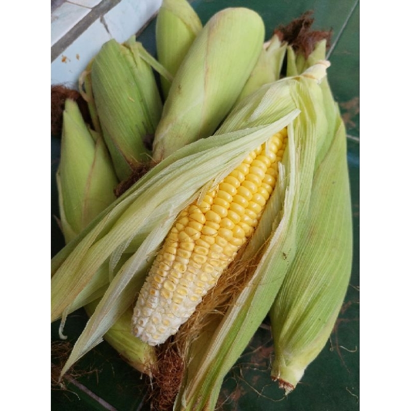 

JAGUNG MANIS 1KG ISI 3 SUPER