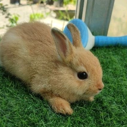 Kelinci ND netherland dwarf mini anakan
