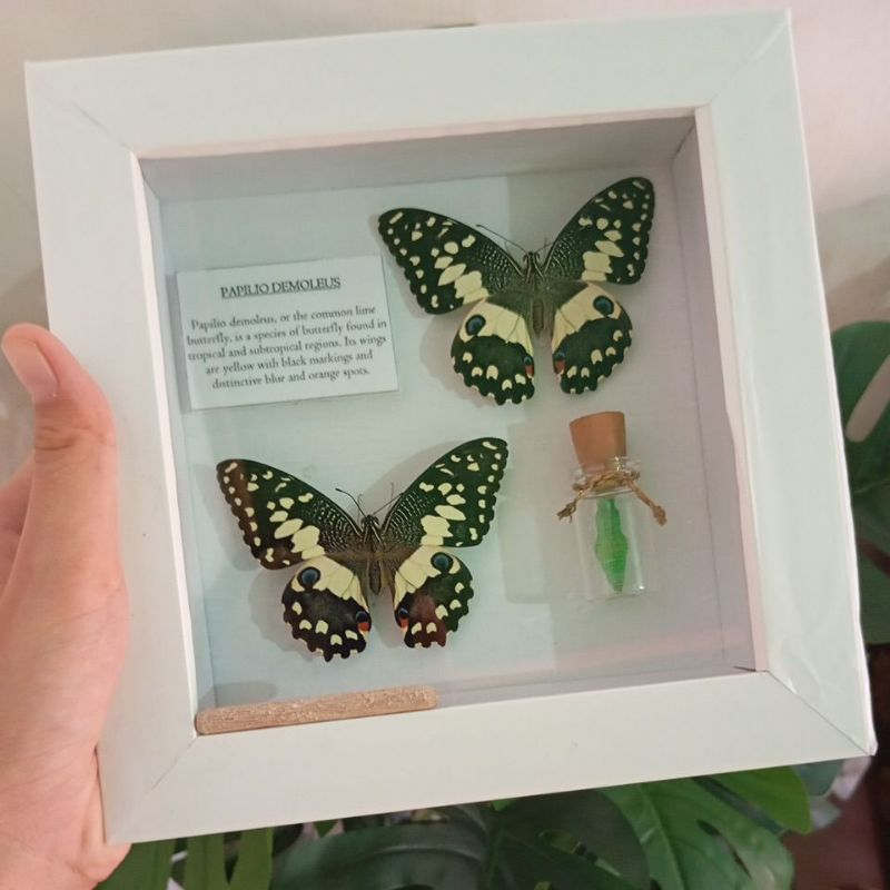 Insektarium, pigura kupu-Kupu kering/serangga