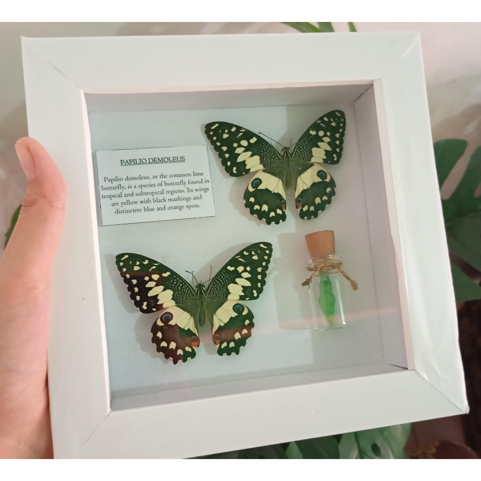 pigura insektarium, kupu-kupu kering/serangga kering