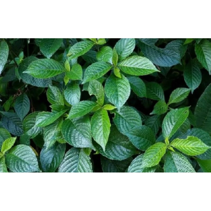 

100 gr daun keji beling/daun pecah beling