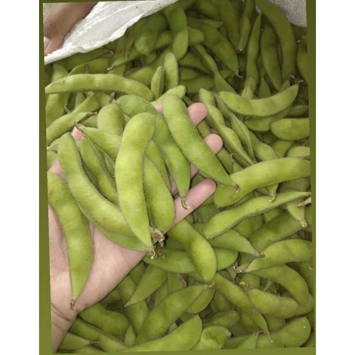 10 Biji - Benih Edamame - Kacang Kedelai Edamame - Kacang Kedelai Jepang Jumbo - Benih Berkualitas