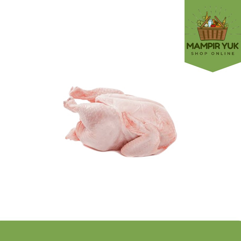 

Ayam merah potong | mampiryuk