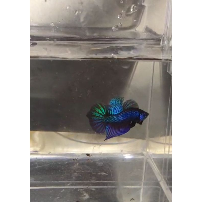 Wild betta smaragdina rainbow male/female ready