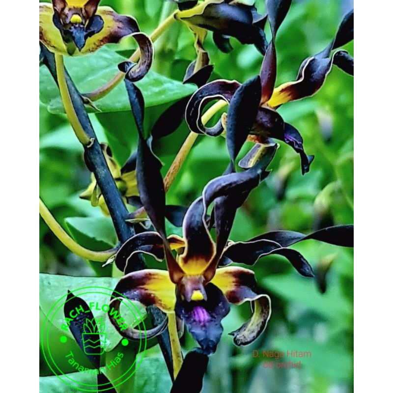 ( BISA COD ) Seedling Anggrek Dendrobium Belum Knop - Bunga Anggrek Dendrobium Naga Hitam - Tanaman 