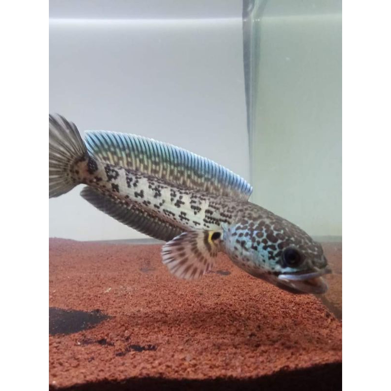 AURANTI singgle tank grade A++