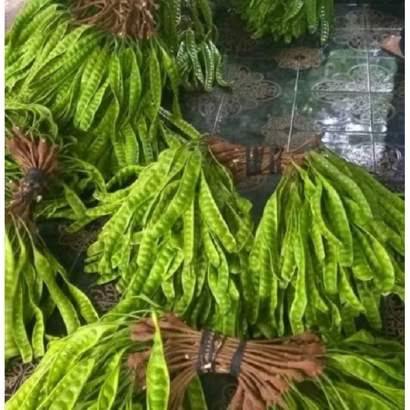 

buah Pete fress per papan