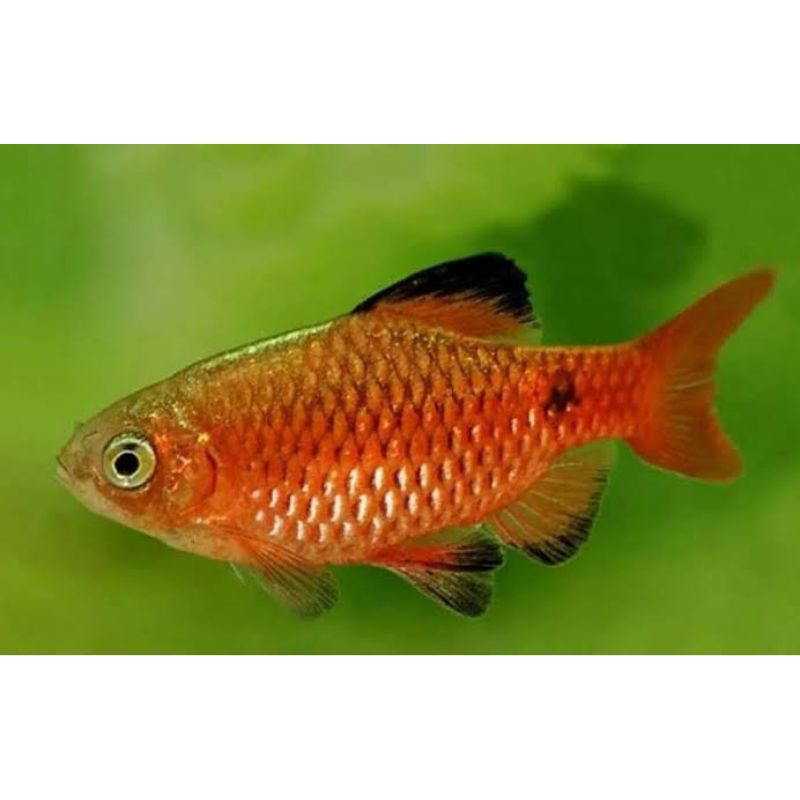 

Stiker ikan barbir barbier