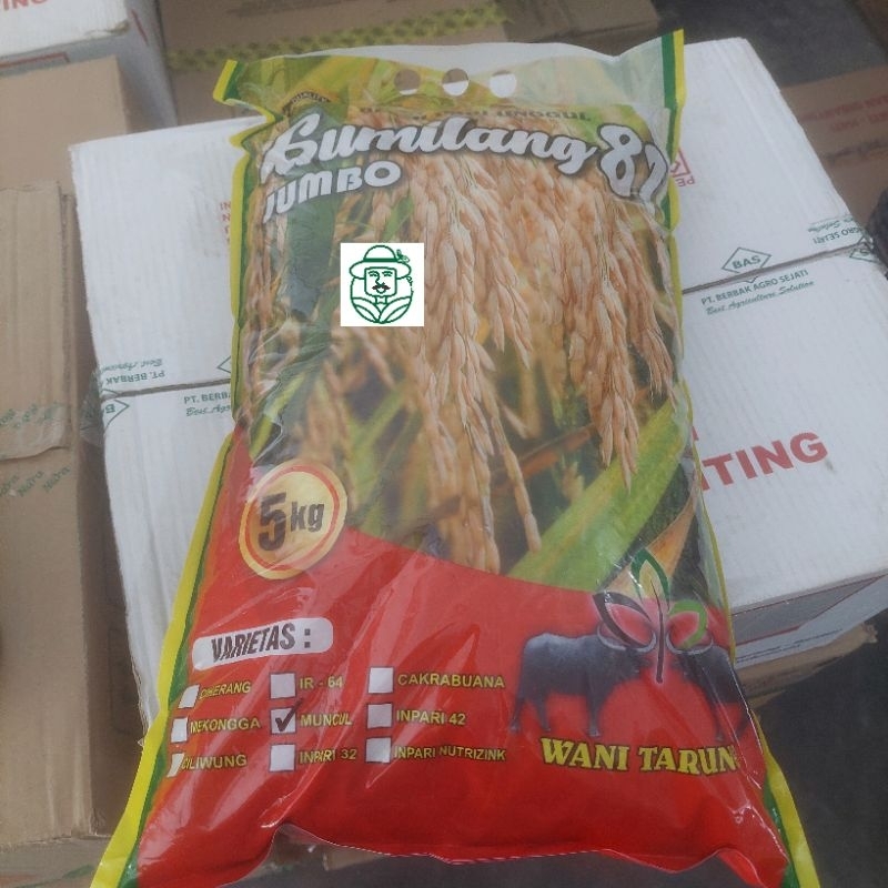 Bibit Benih Padi Varietas Muncul & Inpari 32 Cap Gumilang 81 Jumbo Premium (5 Kg)