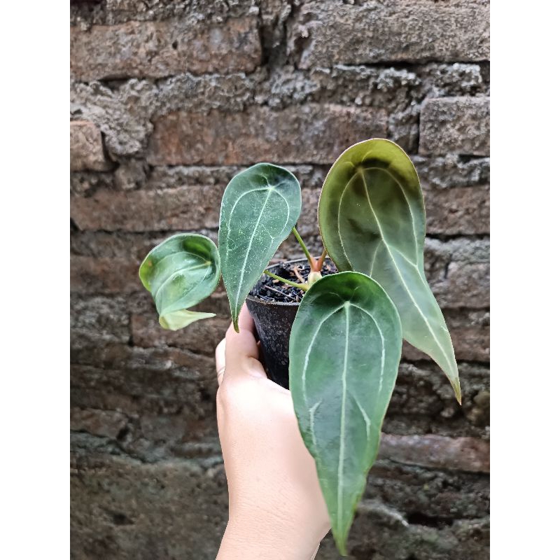 Anthurium forgeti, clarinervium, mangkoci hybrid, dorayaki hybrid, papilaminumxmagni, dorayaki, hybr