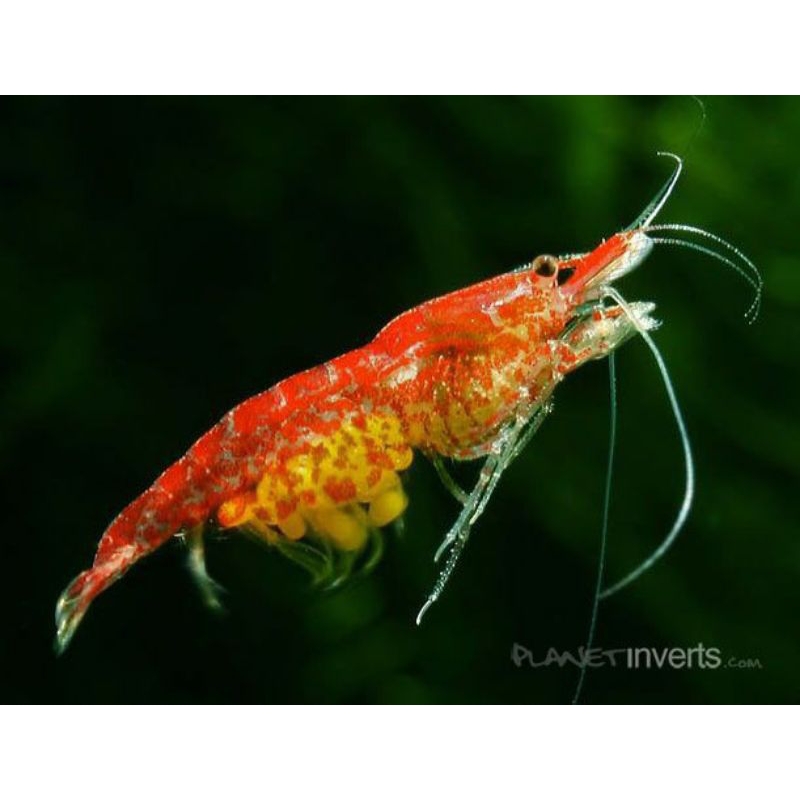 Udang hias 50 ekor red cerry - udang hias aquarium - hiasan aquarium