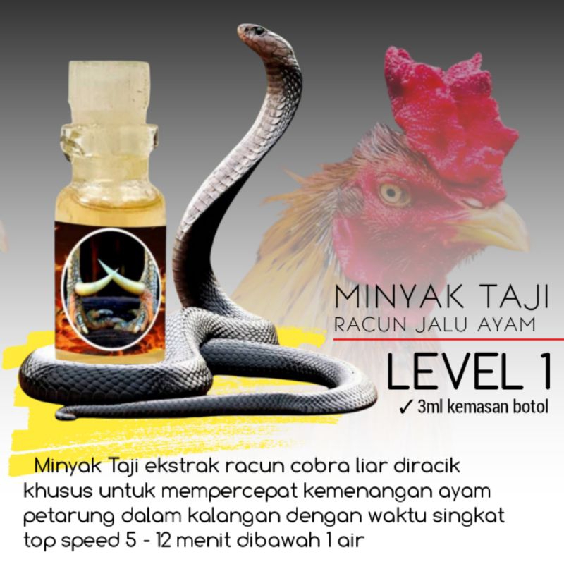 Racun Jalu level 1 pukul perusak ayam bangkok