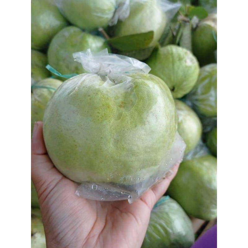 

JAMBU KRISTAL FRESH ASLI KOTA BATU 1 KG