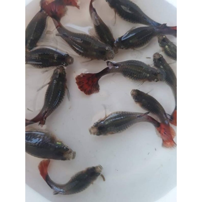 Hiasan aquarium guppy ibu guppy