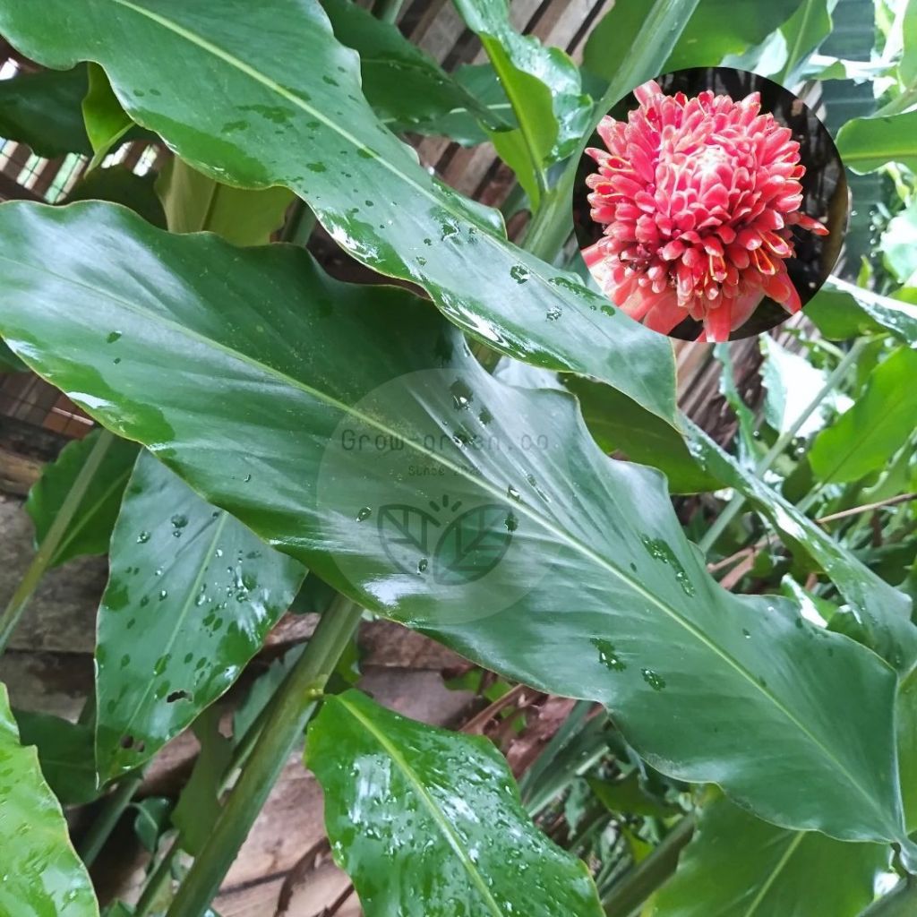 

Daun Kecombrang Daun Honje Daun Patikala segar FRESH Daun Ukuran Besar obat herbal 10 lembar bisa COD