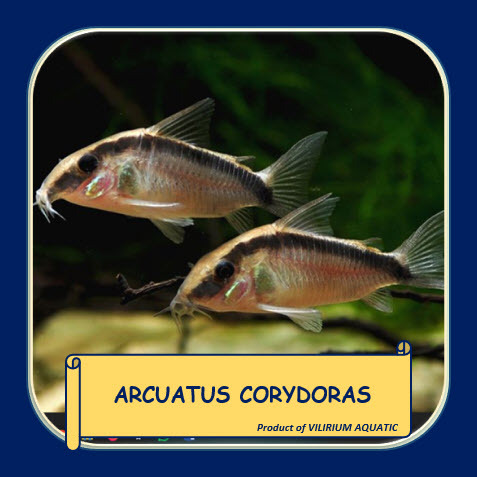 IKAN HIAS AIR TAWAR - CORYDORAS ARCUATUS / CORYDORAS SKUNK / ARCHED CORYDORAS
