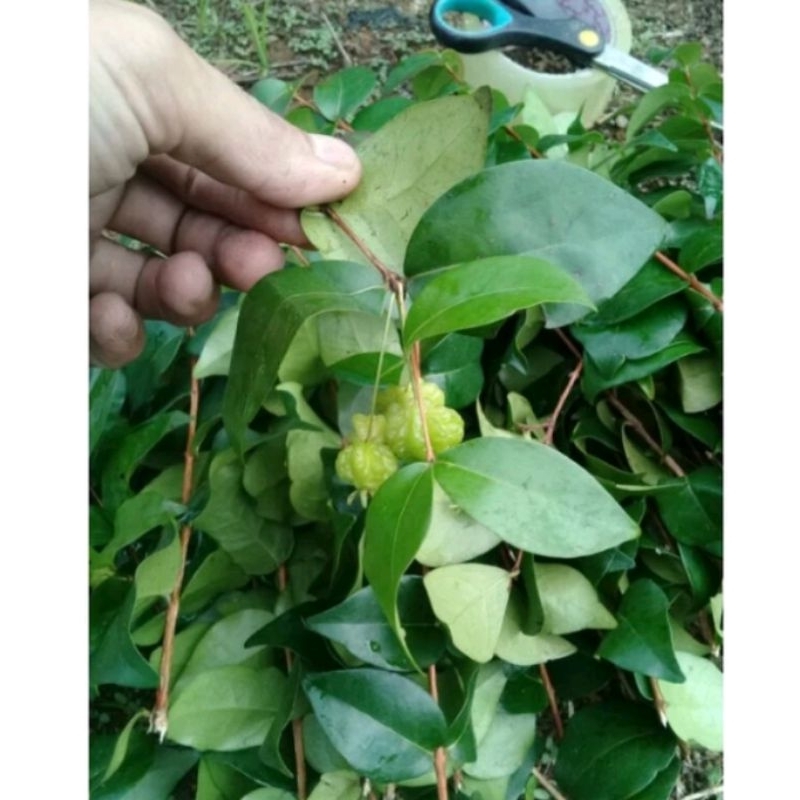 

Daun dewandaru fresh 250gram