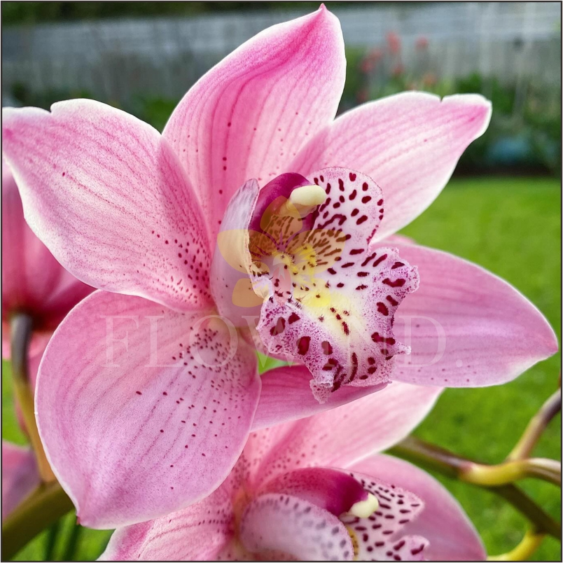 Bunga Anggrek Tanah Cymbidium Aussie Street of Gold Dewasa Siap Berbunga