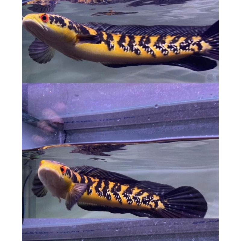 KaRDUS CHANA YS SIZE 6/15 CM BONUS PAKAN