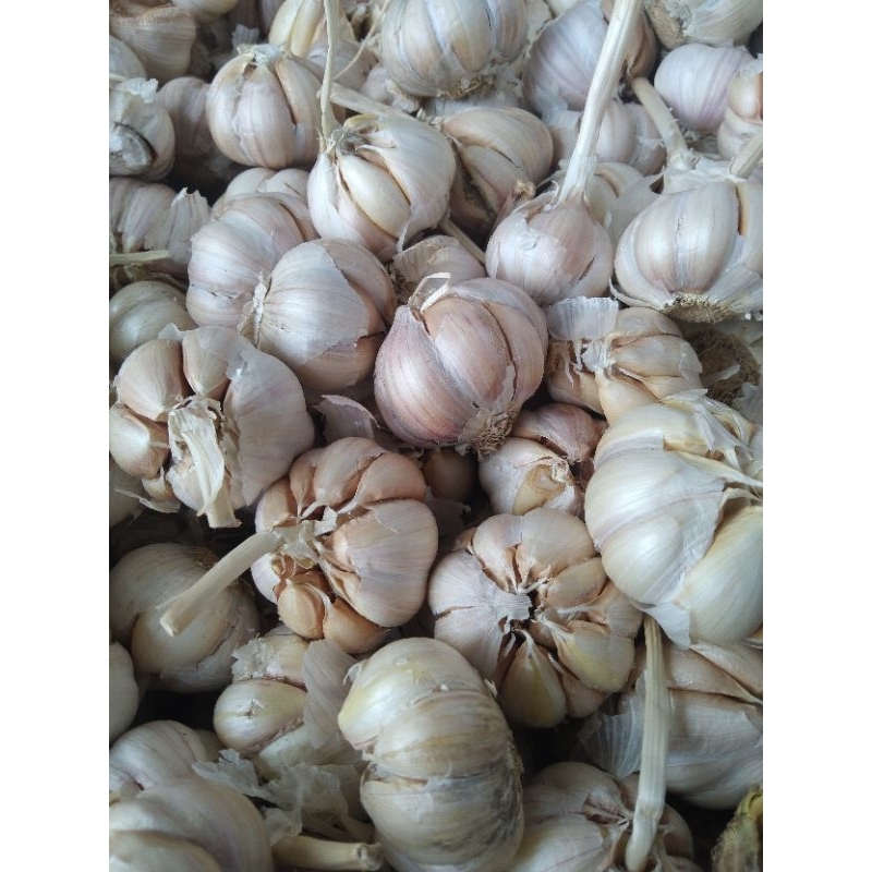 

Bawang putih sinco bumbu dapur bumbu masak